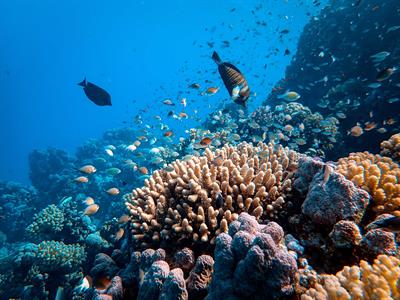 Adaptation of Marine Species to Climate Change Has Benefits, but It Comes at a Cost.