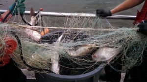 how to make a gill net how to make a gill net