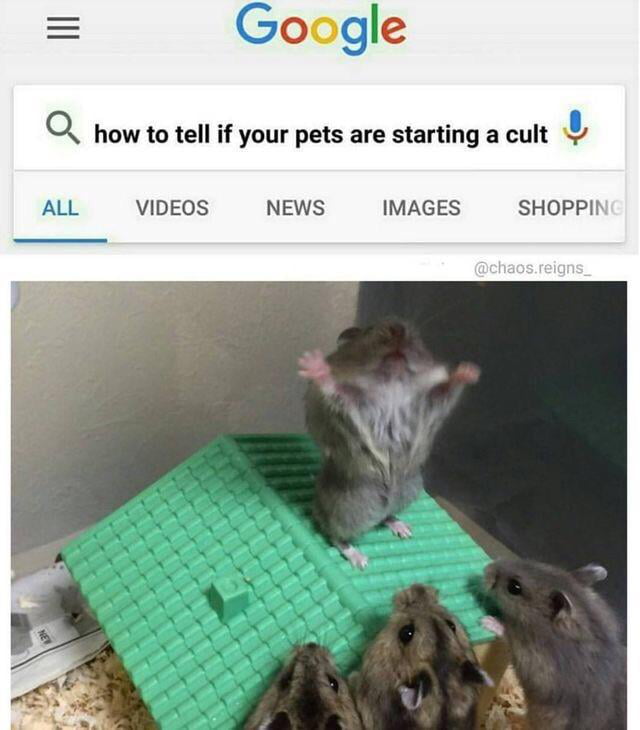 how to tell if your pets are starting a cult how to tell if your pets are starting a cult