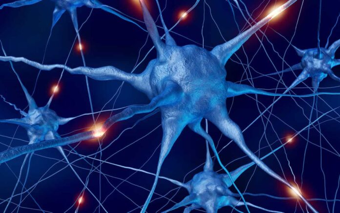 1-quantum-behaviour-in-brain-neurons-physicworldco-7798