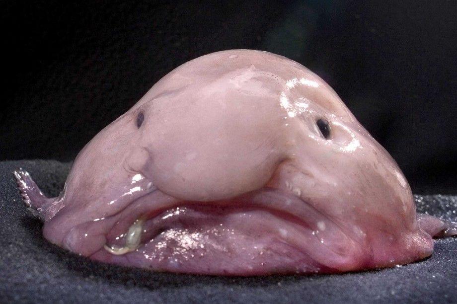 blobfish-nz-fish-of-the-year-7077.jpeg