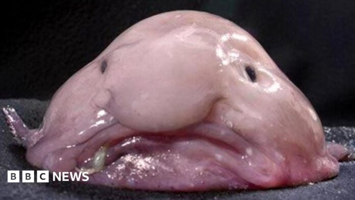 worlds-ugliest-animal-new-zealand-fish-0870