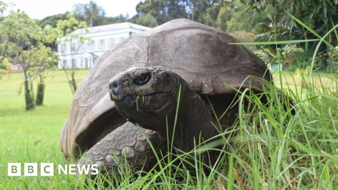 what-jonathan-the-200-year-old-tortoise-1775111647722